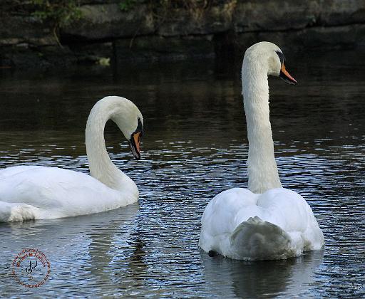 Mute Swan 9P51D-054.JPG